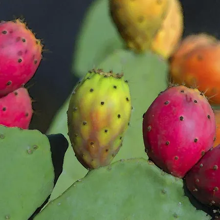 Appartamento Oasi Delle Succulente *