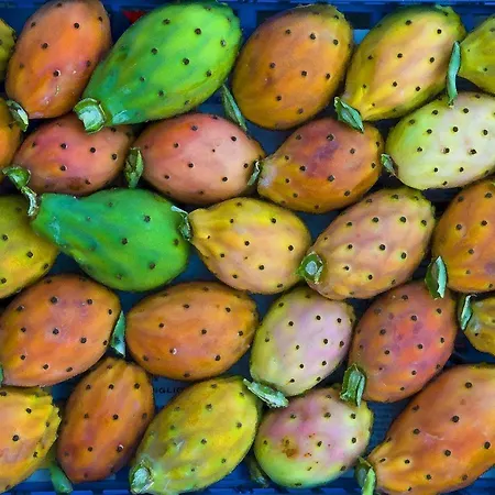 Oasi Delle Succulente Appartamento